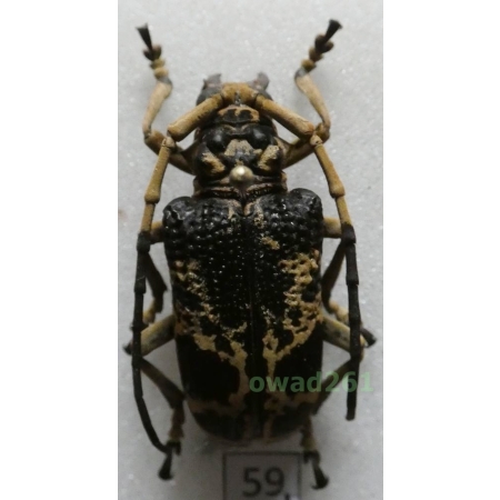 Phryneta marmorea (Olivier, 1792) Madagascar 32mm59